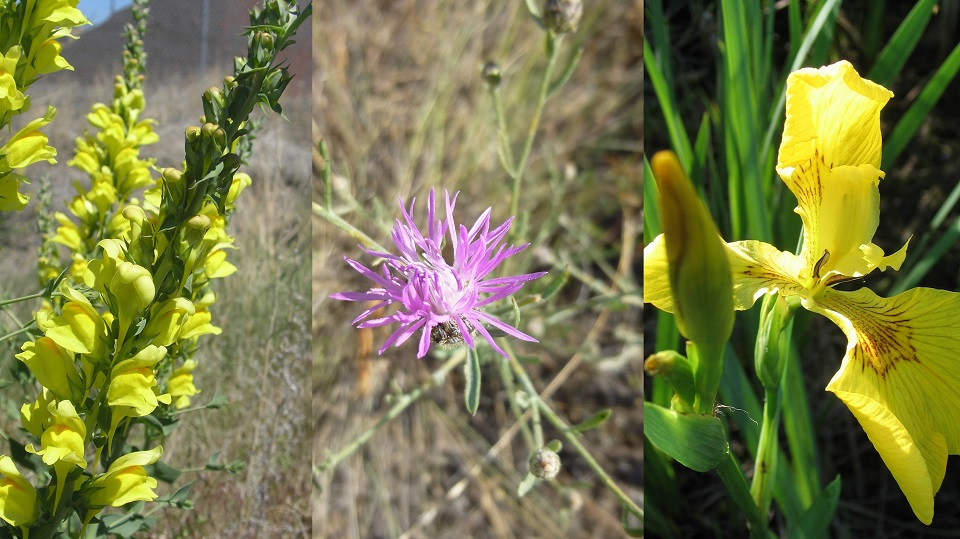 montana-noxious-weed-information-msu-extension-invasive-plants